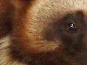 California’s Only Wolverine Spotted Sierra Nevada