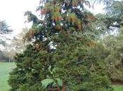 Chamaecyparis Obtusa ‘Nana Gracilis’