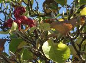 Magnolia Soulangeana Mystery Unravelling