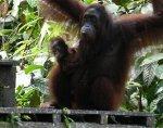 News: Blind Orangutan Returns Wild After Ground-Breaking Operation