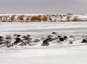 Tale Cows Drowning Ice-water Mixture