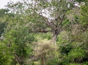 Yala, Lanka: Home Best Leopard Spotting Planet!