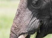 India: Animal Rights Campaigners Seek Intervention Control Captive Elephants