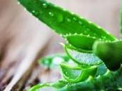 Aloe Vera Uses