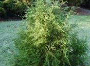 Juniperus Procera