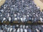 Pennsylvania Pigeon Shoots: Early Push Their Extinction