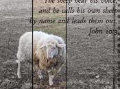Scripture Photo: Worship Good Shepherd