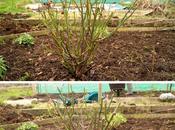 Shrub Rose Pruning Nothing