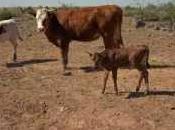 Study: Livestock Grazing Public Lands Cost Taxpayers Billion Over Past Decade