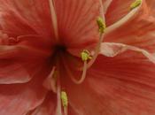 Amaryilis, Hippeastrum