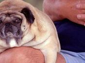 Most Dogs Cats Obese Now?