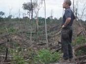 Conservationists Chainsaws: RSPB’s Battle Save Indonesian Rainforest