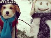 Amazing Identical Snow Dogs