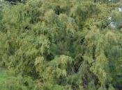 Juniperus Virginiana Var. Silicicola