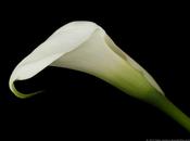 Studio: Crystal White Calla Lilies
