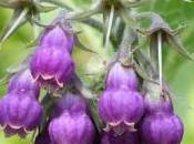 Comfrey Uses