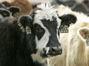 Outrage Over Government’s Animal Experiments Leads USDA Review