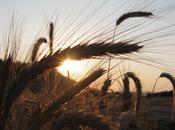 Pros Cons Biomass Energy