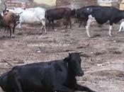 Corporation Arranges Cattle Shed Triplicane Good Initiative