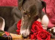 Doggy Date Night: Include Your Valentine's Celebration