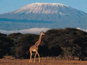 Adventure Blog Hiatus, Heading Kilimanjaro!