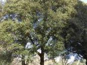 Quercus Rotundifolia