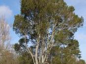 Pinus Bungeana
