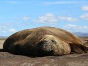 What’s Living Under These Elephant Seals?