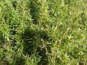 Chimonobambusa Marmorea