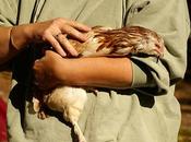 Lesson 1221 Quotable Chicks