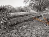 Vine, Abiding, Dead Branch