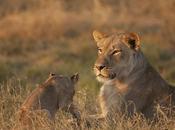 Wildlife Adventure Holidays with Simon King