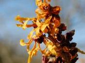 Hamamelis Intermedia ‘Orange Peel’