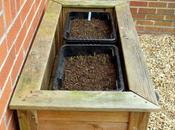 Sowing "Salad" Carrots