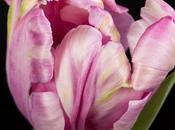 Studio: Lavender Parrot Tulips