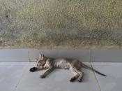 Touched: Indian Kitten