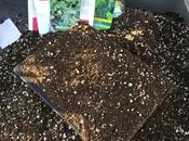 Seed Sowing Successes