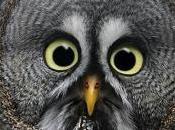 Animals Accidentally Naked