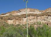 Protect Native Plants Wildlife They Support