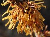 Hamamelis Intermedia ‘Harry’