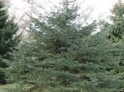 Picea Glauca