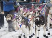 Iditarod 2015: Burmeister Atop Leaderboard, Contenders Plan Longterm Strategy