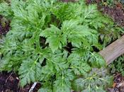 Foliage Follow March 2015 Geranium Palmatum