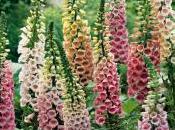 Year-old Murder Solved?: Foxglove Cangrande Della Scala?