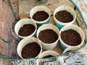 Planting First Early Potatoes