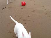 Crimdon Beach, Doggy