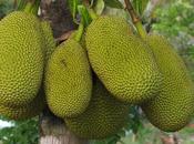 Health Medicinal Benefits Jackfruit