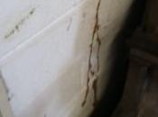 What Pretreat Termites Garages More Often?