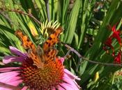 Butterfly Conservation Membership Offer