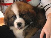 Paws Reaction Launches Puppy Section: Meet Hazel Saint Bernese